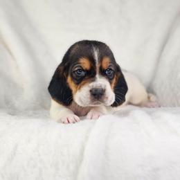 Agate- brown collar - Black brown and white male Basset Hound puppy in Valley, Washington from Peaceful Valley Paws