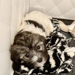 Havanese Puppies from Happytailspuppies