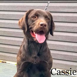 Cascie - Labrador Retriever