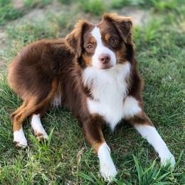 Theo - Miniature Australian Shepherd