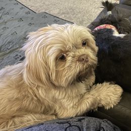 Benny - Shih Tzu