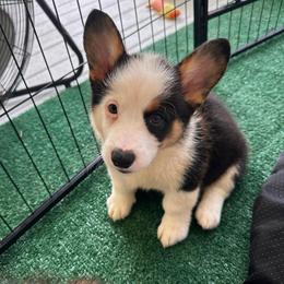 Brooks - Black and white male American Corgi puppy in Waskom, Texas from Piney Woods Corgis