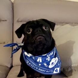 Pugs from Black Creek Farm