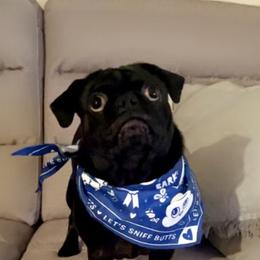 Pugs from Black Creek Farm