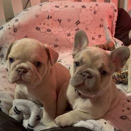 Claribel - Blue fawn female French Bulldog puppy in Spokane, Washington from Lilac City Frenchies