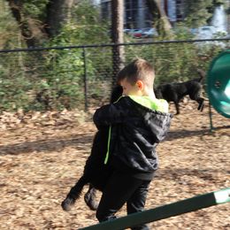 Poodle Puppies from Simply Standard Poodles