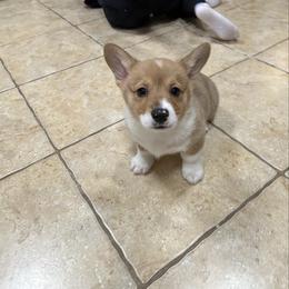 Sonic - Fawn male Pembroke Welsh Corgi puppy in Morristown, Tennessee from Robertson Corgi’s