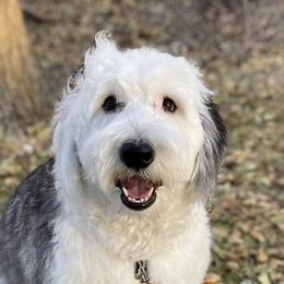 Winnie - Old English Sheepdog