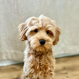 Brown  boy - Apricot male Goldendoodle puppy in Dupont, Washington from Willow Tree Doodles