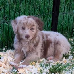 Cobia - Australian Shepherd puppy from Sandy Aussies & Pomeranians