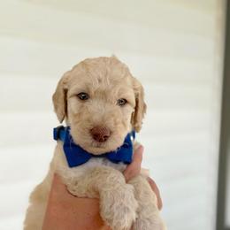 George - Cream male Goldendoodle puppy in Nashville, Tennessee from Hilton Doodles