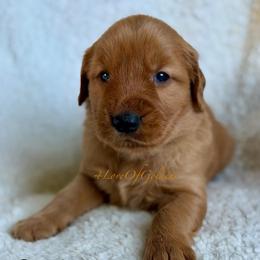 Stanley - Dark golden male Golden Retriever puppy in La Verne, California from 4LoveofGoldens