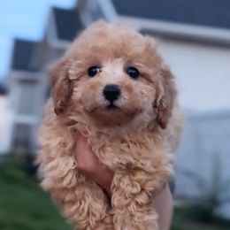 Latte - Cream male Cavapoo puppy in West Jordan, Utah from Haven Creek Doodles
