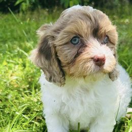 Cavapoos from Sassy Sailor & Company