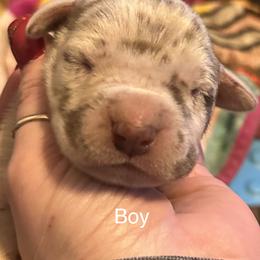 Boy 5 - Chocolate Great Dane puppy in Pennsylvania from Pocono Mountain Great Danes