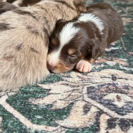Goldie - Red tri female Miniature Australian Shepherd puppy in Ellendale, North Dakota from Ark Acres Kennels