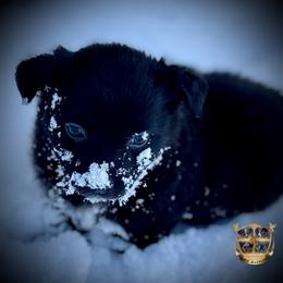 Wicked - Black & white male Australian Shepherd puppy in El Dorado Springs, Missouri from HP Aussie Kennels