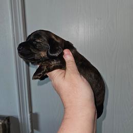 2 - Brindle male Dachshund puppy in Lansing, Michigan from Black Thunder 517 Cane Corso and Dachshunds