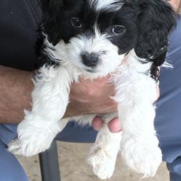 Beau - Black and white male Cavapoo puppy in Buda, Texas from Haus of Doodles