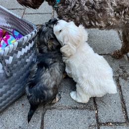Koko - White female Miniature Schnauzer puppy in Port Orchard, Washington from Silver Bells Miniature Schnauzers