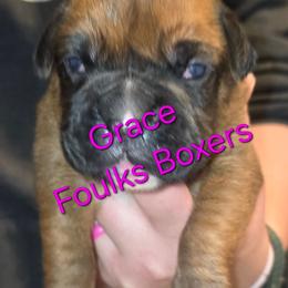 Grace - Fawn female Boxer puppy in Mount Zion, Illinois from Foulk's Boxer Puppies