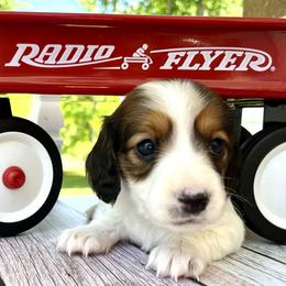 Marshmallow AKC - Piebald female Dachshund puppy in Hendersonville, North Carolina from Snarky Doxy Miniature Dachshunds