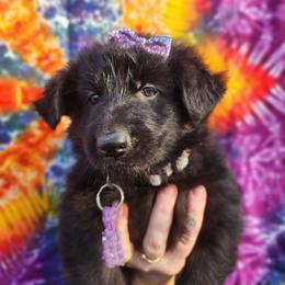 Lucy - Black female German Shepherd puppy in Fort Jennings, Ohio from Von Holtzapple German shepherds