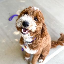 Talley - Goldendoodle