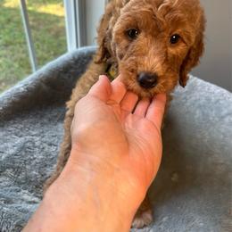 Thelma Lou - Apricot female Goldendoodle puppy in Clarksville, Tennessee from Golden Pine Designer Doodles
