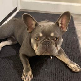 Koda - French Bulldog
