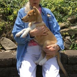 Collie Puppies from Tango Collies
