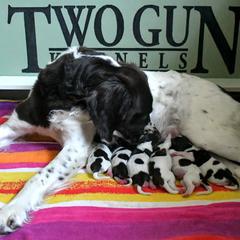 Drentsche Patrijshond and Spinone Italiano Puppies from Two Gun Kennels
