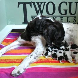 Drentsche Patrijshond and Spinone Italiano Puppies from Two Gun Kennels