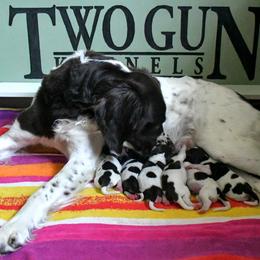Drentsche Patrijshond and Spinone Italiano Puppies from Two Gun Kennels