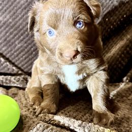 Rose - Red & white female Australian Shepherd puppy in Az, Yuma, Arizona from The Southern Dog