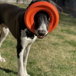 Great Dane Puppies from Beehive Great Danes