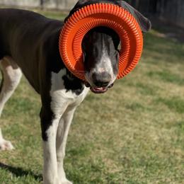 Great Dane Puppies from Beehive Great Danes
