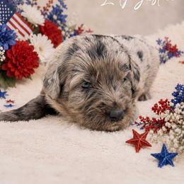 Lady Justice - Merle female Bernedoodle puppy in Spartanburg, South Carolina from Southern Magnolia Bernedoodles
