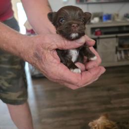 Boy 3 - Liver male Yorkshire Terrier puppy in Bucyrus, Ohio from Dyer's Beauties