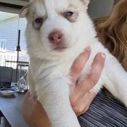 Girl 1 - Gold - Sable and white female Siberian Husky puppy in Independence, Wisconsin from Hito's Huskies