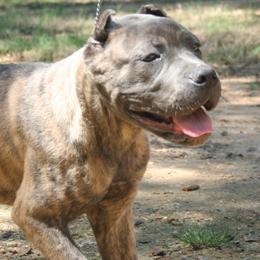 Cane Corso puppies from Dolce Luna Corsos