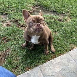 French Bulldog puppies from Golden Star Frenchies
