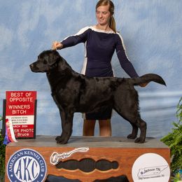 Smooch - Labrador Retriever