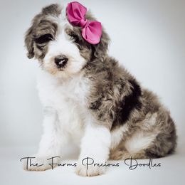 Sheepadoodle Puppies from The Farms Precious Doodles