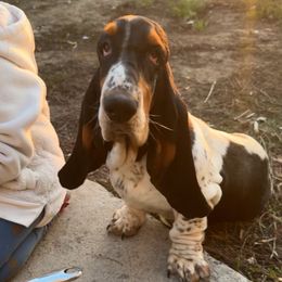 Thelma - Basset Hound