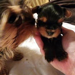 Yorkshire Terrier Puppies from Dana's Yorkies