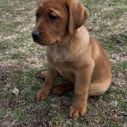 Labrador Retriever Puppies from Sunbrooke Acres