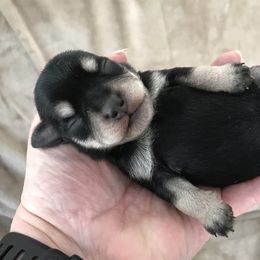Miniature Schnauzer Puppies from Divine Miniature Schnauzers