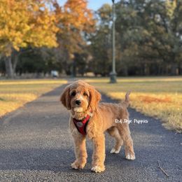 Bryce (Blue Collar) - Red male Cavapoo puppy in Republic, Missouri from Red Skye Puppies