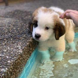 Winky baby pink collar - White and brown female Saint Bernard puppy in Auburn, Washington from Sara’s Saint Bernards